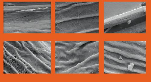 Nano-enhanced Kenaf SEM images