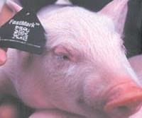 Laser-marked TPU ear tags for swine and cattle