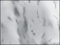 Micrograph shows fine dispersion of NanoBioMatters