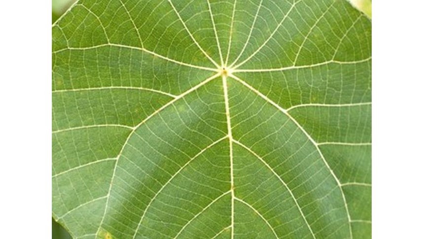 Dicot leaf
