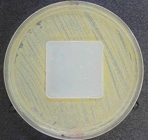 antimicrobial coating