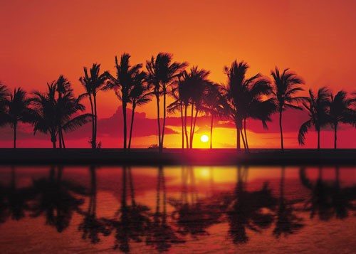 sunset and palm trees
