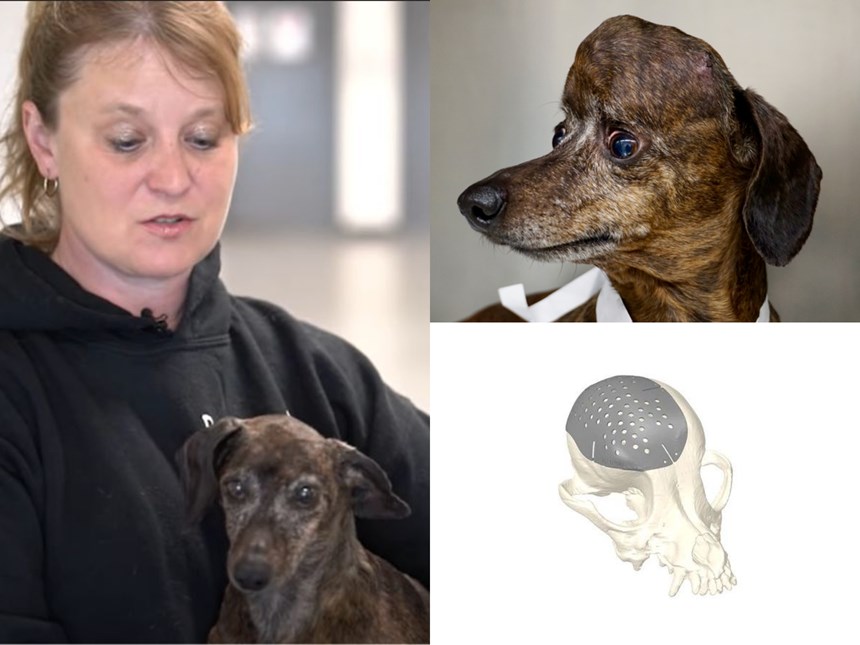Patches, dog with a 3D printed cranial plate