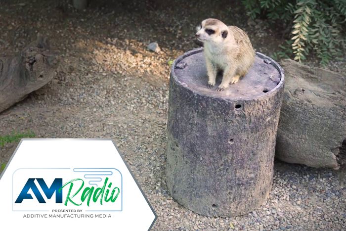 meerkat standing on a barrel