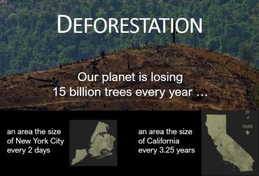Ekoa TP wood replacement helps address deforestation