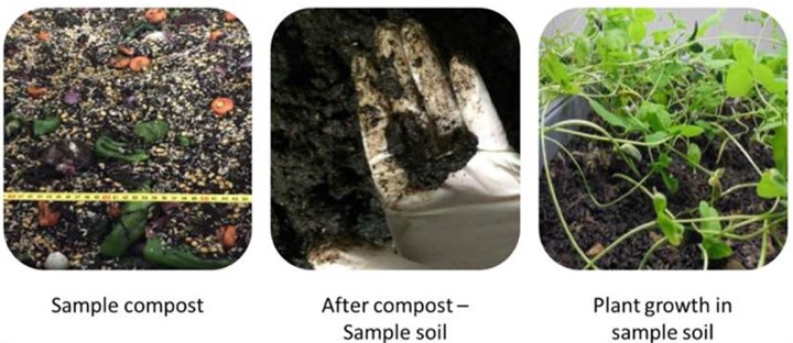example of ecotoxicity test with compost soil