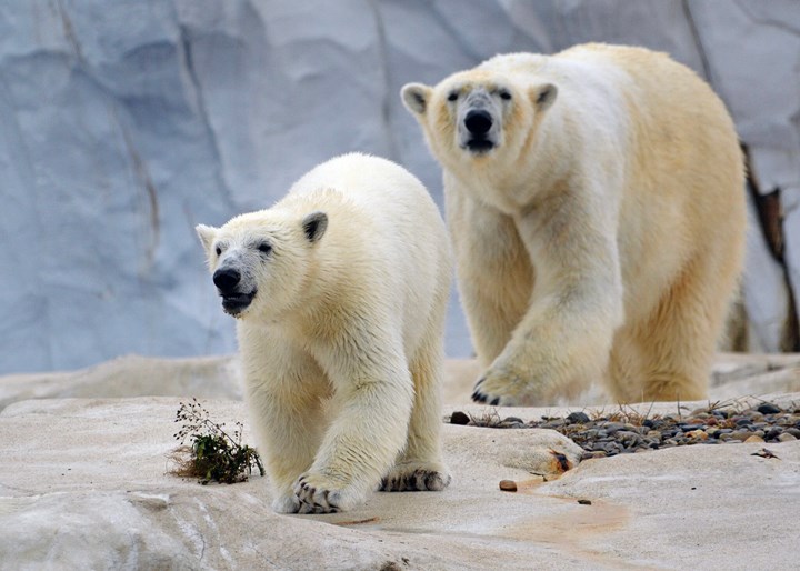 Polar bears at the Detroit Zoo.