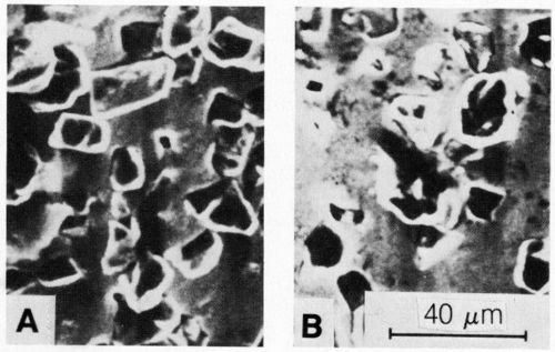 Figure 3 - SEM surface micrographs of deposits formed on vertical cathode in nickel sulfamate bath (at 50°C) containing 50 carat/L of 20- to 40-µm synthetic diamonds at (a) 1 A/dm2 and (b) 3 A/dm2. Agitation was intermediate (n = 0).