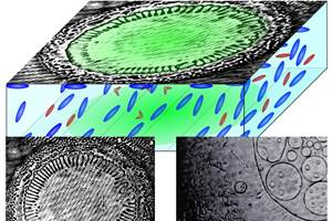 Los Investigadores del Departamento de Física de la Facultad de Ciencias Físicas y Matemáticas de la U. de Chile y del Instituto Milenio en Investigación en Óptica MIRO son pioneros en el estudio de las formas que adquieren los cristales líquidos al interactuar con la luz.
