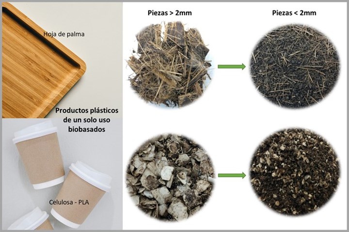 Esquema 2. Productos de un solo uso fabricados con fibras de palma (arriba) y mezcla de papel-PLA (abajo) a los 180 días de desintegración en composta