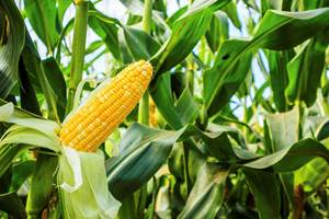 Se trata del primer acuerdo en Estados Unidos en generar materias primas plásticas a partir de residuos de maíz 