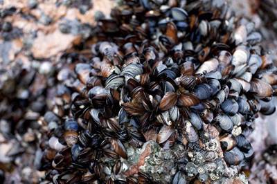 Mussels Inspire New Plastic
