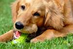Materials: Range of Thermoplastic Elastomers Developed for Pet Toys