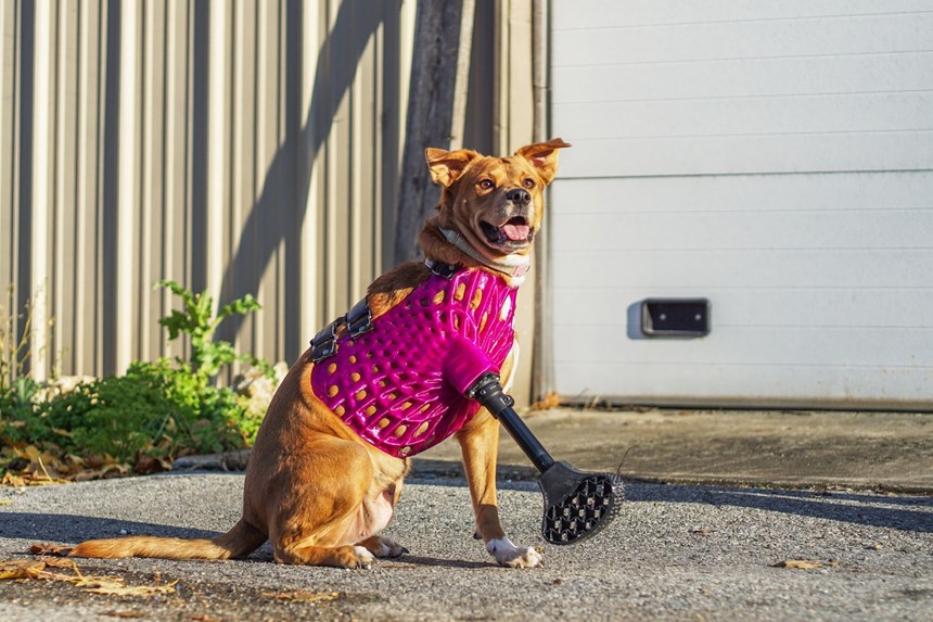Eve a tripod dog with a 3D printed prosthetic 
