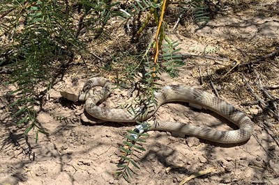 3D Printed Snakes Reveal Unseen Desert Wildlife (Includes Video)