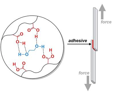 Researchers explore biomimetic approach for making adhesives tougher