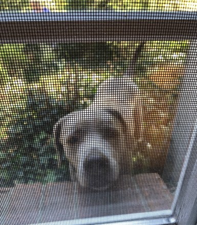 A photo of a Silver Labrador looking through a window screen