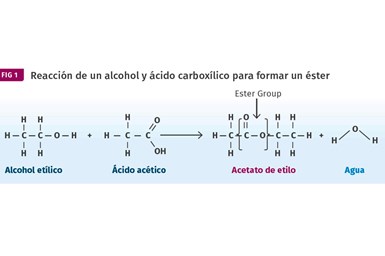 Los ésteres se producen por la reacción de alcoholes con ácidos carboxílicos. Como se muestra aquí, el alcohol etílico se combina con ácido acético para producir el éster, acetato de etilo. 