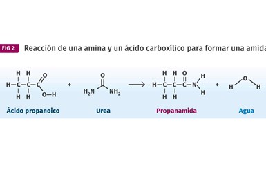 Las amidas se fabrican de manera similar a los ésteres, excepto que en lugar de un alcohol usamos un compuesto que contiene nitrógeno, conocido como amina.